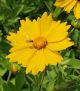 Coreopsis p 'Sunshine Superman