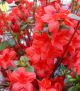 Azalea 'Stewartstonian' #2