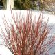 Cornus s. 'Arctic Red Fire' #3