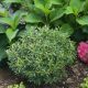 Ilex g 'Gem Box' #2