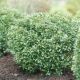 Ilex g 'Strongbox' #3