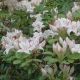 Azalea Arborescens #3