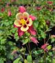 Aquilegia Earlybird Red Yellow