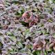 Monarda b 'Midnight Oil'