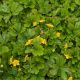 Geum fragarioides 1qt