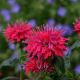 Monarda sb 'Cherry Pops'