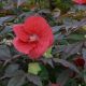 Hibiscus m. 'Midnight Marvel'