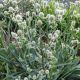 Eryngium yuccifolium