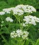 Achillea millefolium