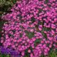 Dianthus g 'Firewitch' 1qt