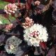 Physocarpus 'Chroma Chamel' #3