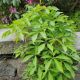 Parthenocissus quinquefolia