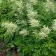 Aruncus diocus #2