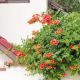 Campsis radicans #2