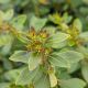 Ilex g. 'Forever Emerald #2