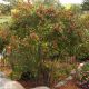 Ilex v. 'Wildfire' #5