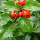 Ilex x m Blue Princess #3