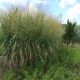 Panicum v 'Thundercloud' #2