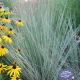 Schizachyrium 'The Blues' #2