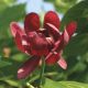 Calycanthus Aphrodite #3