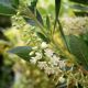 Clethra a 'Hummingbird' #2