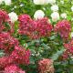 Hydrangea p 'Fire Light' #3