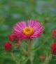 Aster 'Alma Potchke' #2