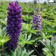 Lupinus p Lupini 'Blue Shades'
