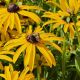 Rudbeckia f deamii
