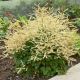 Aruncus 'Chantilly Lace'