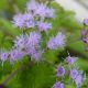 Eupatorium Coelestinum #2