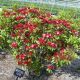 Kalmia l 'Rasberry Glow' #2