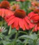 Echinacea Sombrero 'Salsa Red'