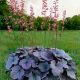 Heuchera d 'Silver Gumdrop'