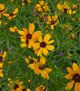 Coreopsis x 'Butter Rum'