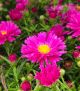Aster 'Kicking Carmine Red' #2