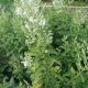Scutellaria i 'Prairie Snow'