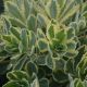 Sedum ‘Frosted Fire'
