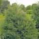 Juniperus 'Virginiana' B&B