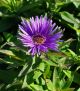 Aster nov-ang 'Grape Crush'