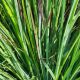 Schizachyrium 'Stand Ovation'