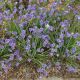 Sisyrinchium a 'Lucerne' 1 QT