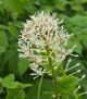 Actaea rubra