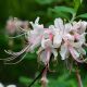 Azalea Canescens #3