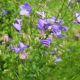 Campanula 'Rotundifolia'