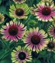 Echinacea p 'Green Twister' #2