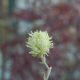 Fothergilla g. Major #2