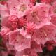 Kalmia l 'Pink Charm' #3