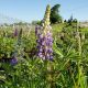 Lupinus 'Gallery Blue'