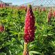 Lupinus 'Gallery Red' #2